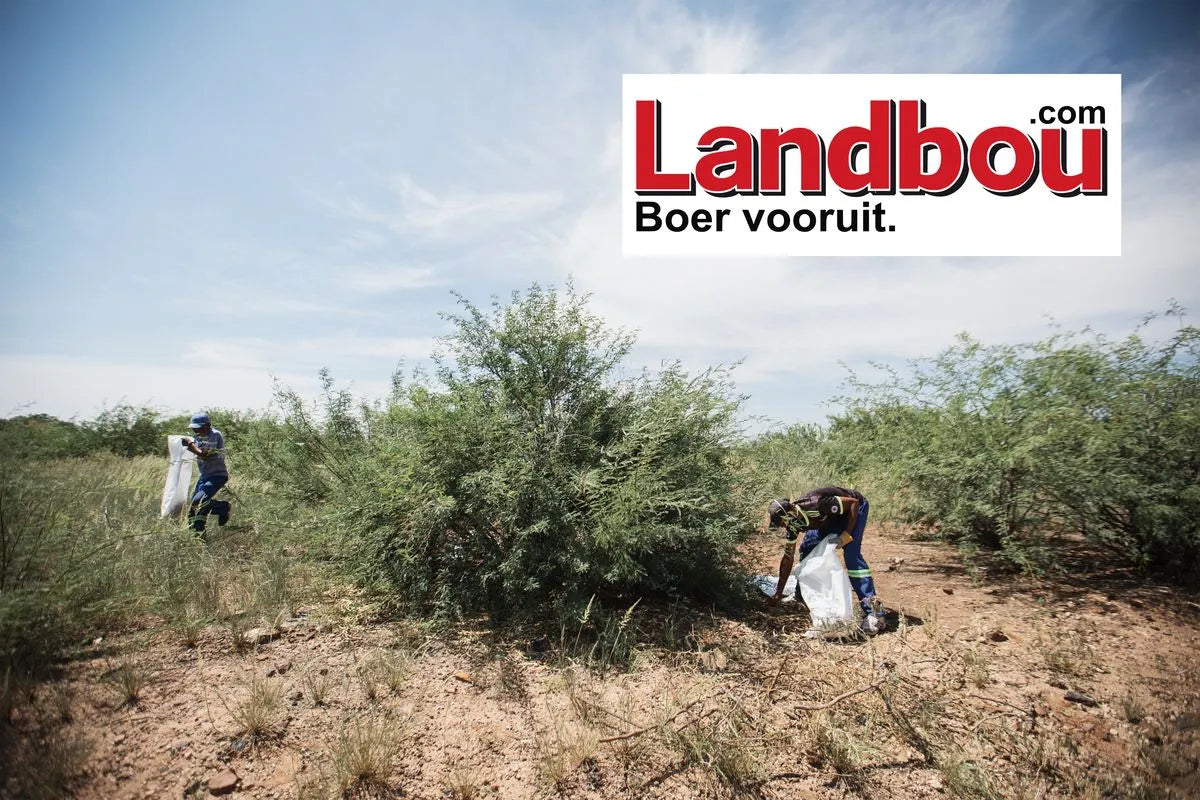 Lees van die Muskietboom se impak op die lewens van plaaslike werkers