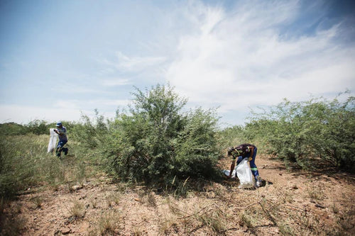 The Magic of Mesquite