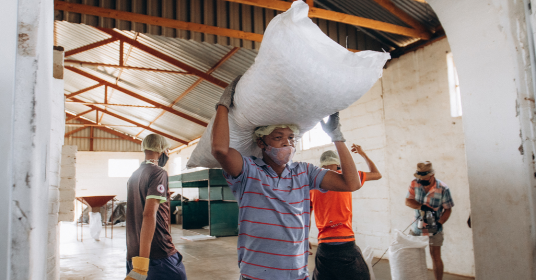 Turning Mesquite into Opportunity for Northern Cape Communities