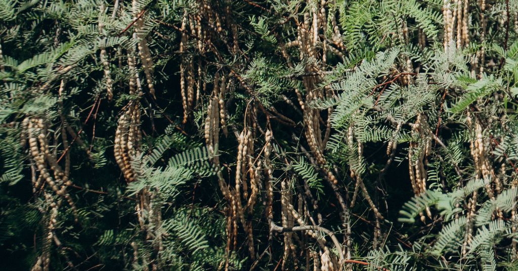 Mesquite: The Forgotten Superfood Powering a New Kind of Wellness